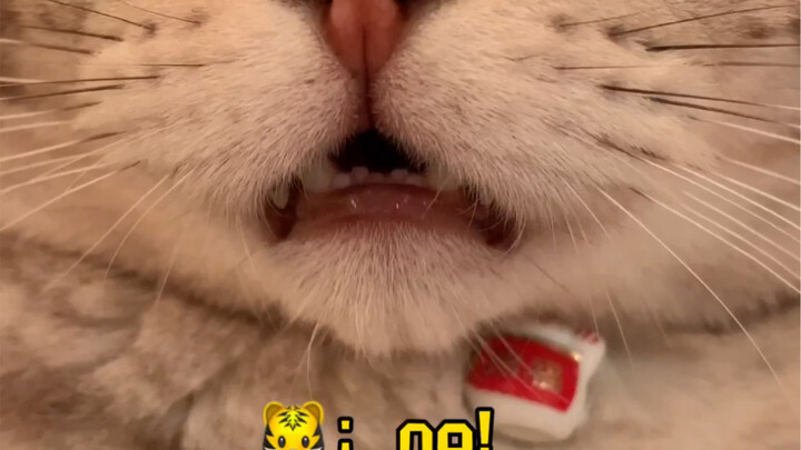 How do cats smack their lips...?