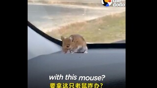 A foreign guy found a mouse in his car, and a battle of wits and courage began.