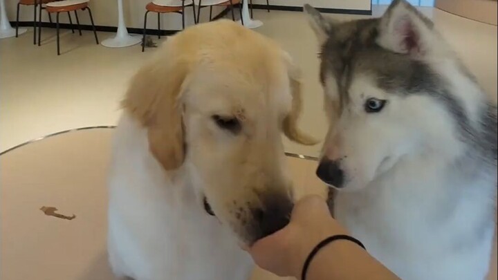 Một ngày đi làm của thú cưng kỳ lạ #Động_vật_kỳ_lạ #Bò_sát