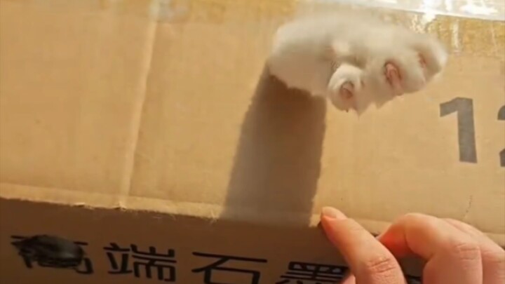 Đoán xem đây là cái gì nhỉ?