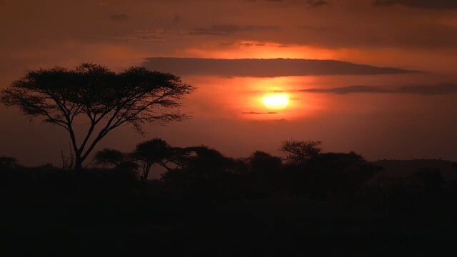 STEP INTO YOUR DESTINY AND FOCUS ON THE SAFARI