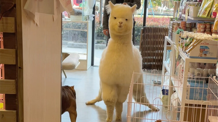 🐶: I've never been this dumbfounded in my life—be sure to watch the video till the very end 😂