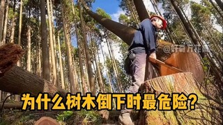 砍伐树木，为什么树木倒下时最危险？ #科普 #解压 #伐木工 #砍树 #冷知识