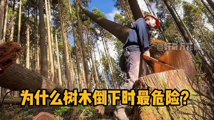 砍伐树木，为什么树木倒下时最危险？ #科普 #解压 #伐木工 #砍树 #冷知识