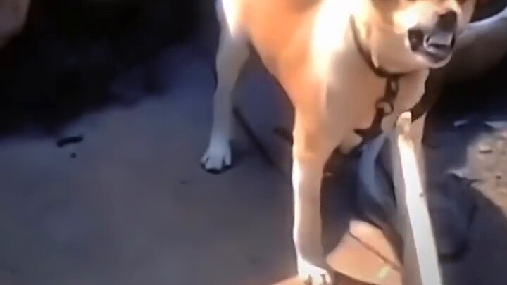 There are two dogs in the video, one is small and the other is holding a stick.