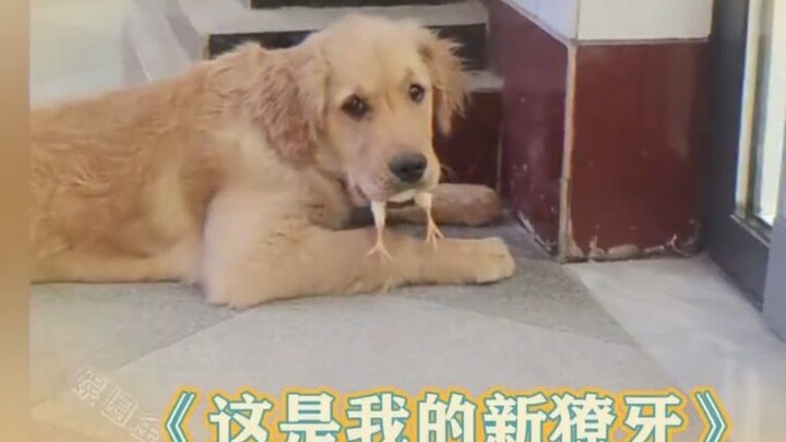 ไม่มีกล้องวงจรปิดก็อธิบายไม่ได้แล้ว ลูกไก่วิ่งเข้าไปในปากหมา เจ้าของนึกว่าหมากลืนไก่ลงไปหมดแล้ว
