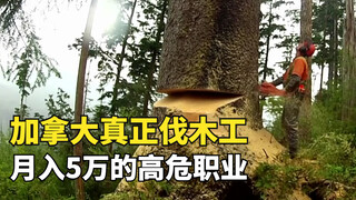 Canada's real lumberjacks work hard and earn $50,000 a month, but netizens say: Are you still hiring
