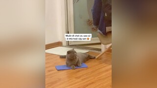 Ở nhà chán muốn quạu luôn ý, ai mà lại gần là e cào đó 🤣🤣onhavanvui phongchongdichcovid19 meow meocute