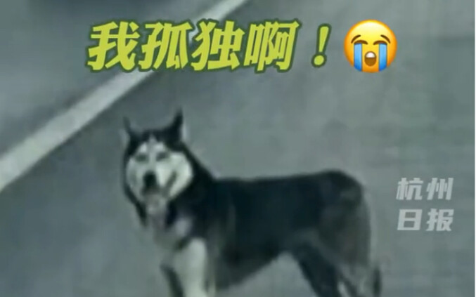 หมาโสดป่วนหนักบนทางด่วนหางโจวช่วงวาเลนไทน์ ทั้งตำรวจจราจรและเจ้าหน้าที่เทศกิจต่างงัดไม้เด็ดมาจัดการ 