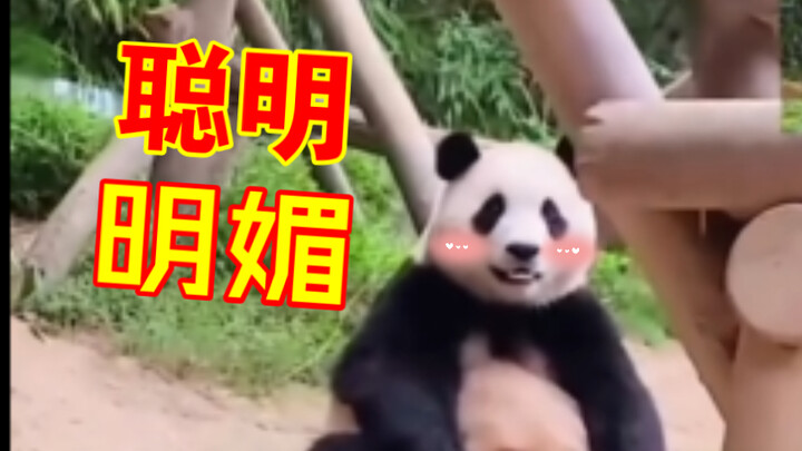 【Kebebasan】Bapak Xu: Kucing ini memang cukup pintar～～Fubao benar-benar bayi hasil pembiakan unggul, 
