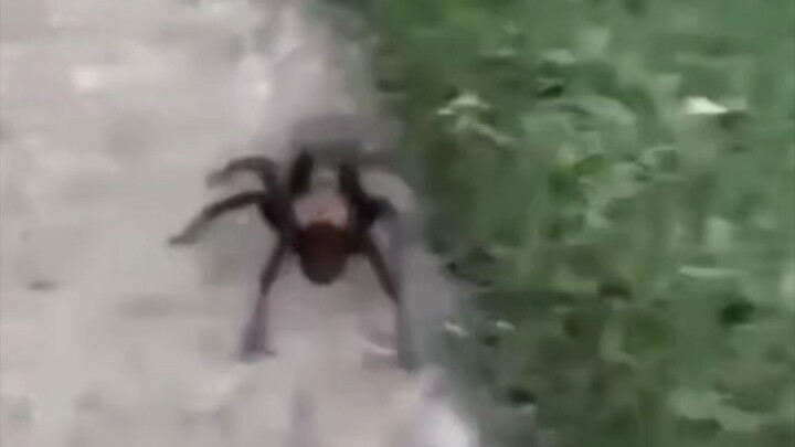 Arachnopobia 🗿