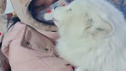 The real little fox spirit is even better at kissing than Sister Daji from Henan—hilarious! In the e