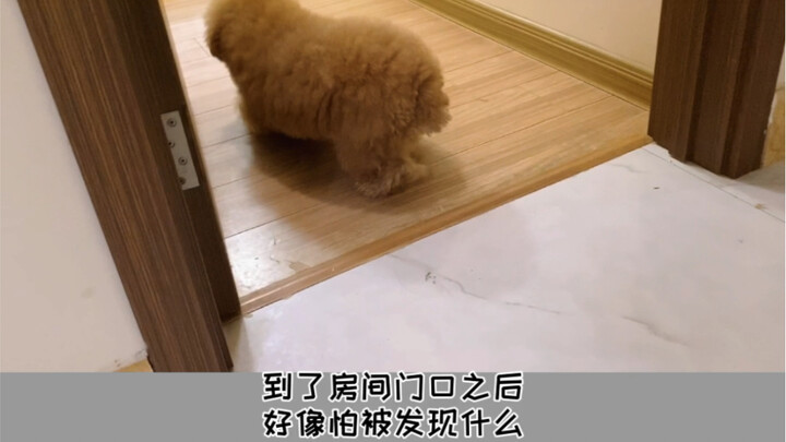 What’s my dog up to, sneaking around?