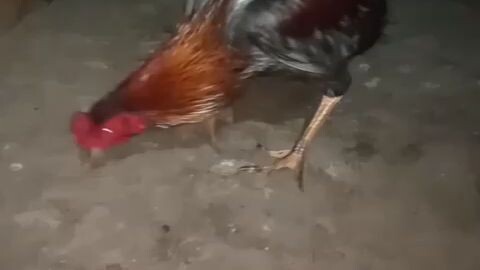 #roki