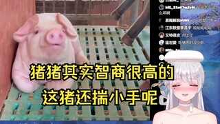 疑似代入，看到猪被骂就急眼了😡猪猪才不笨呢【梨安】