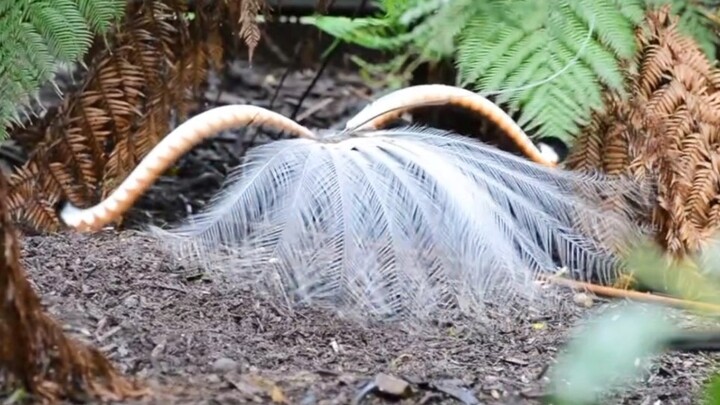 “Are You, You, You, You Going to Dance?”