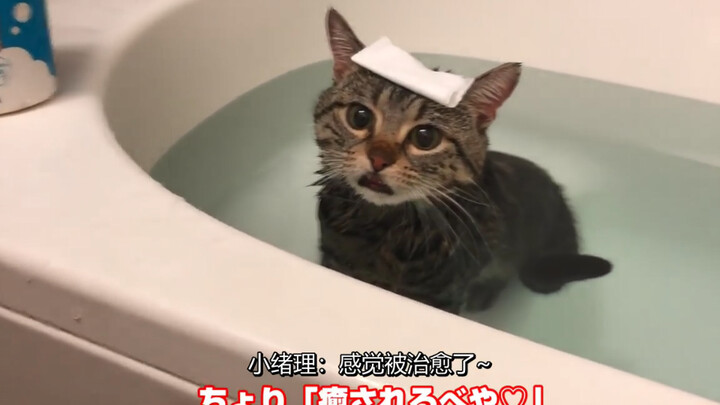 [Chinese Subtitles] "Ori, the Little Cat Who Loves Taking Baths"