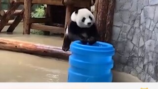 Kebun Binatang Rusia membagikan kehidupan sehari-hari panda Ruyi yang "liar" di Rusia, dan netizen t