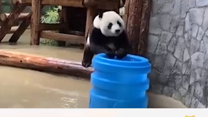 Kebun Binatang Rusia membagikan kehidupan sehari-hari panda Ruyi yang "liar" di Rusia, dan netizen t