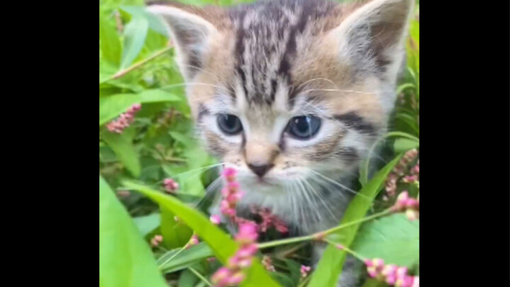 Kucing liar bermata hijau melahirkan anak-anaknya di tengah semak-semak, mewarisi kecantikan berbulu