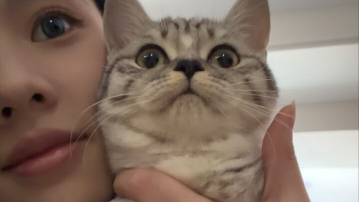 没有不上镜的小猫，只有不会找角度的主人