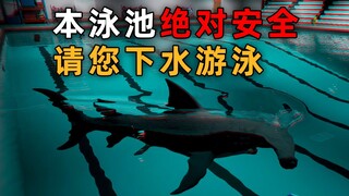 Bể bơi này hoàn toàn an toàn, hãy bơi ngay đi! |Game kinh dị độc lập Sharks and Minnows