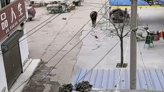 Langsung tenang dalam sekejap