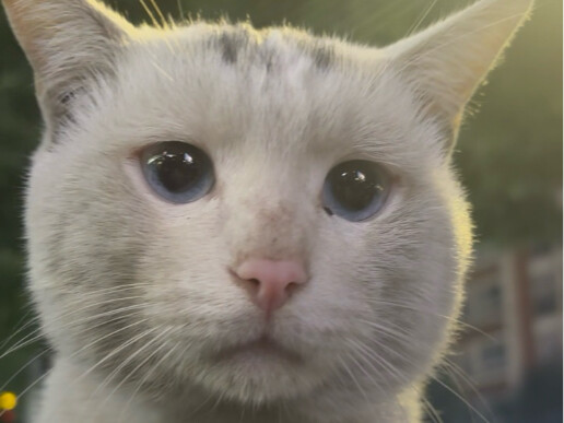 ميمي الوسخة