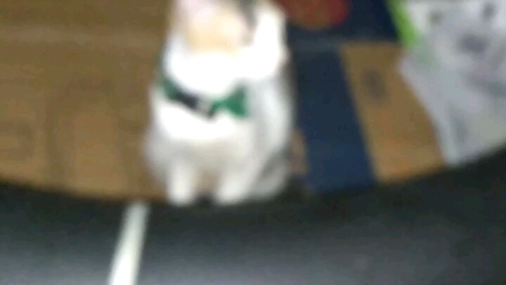 Rertasde ceryeh Jacob kuvgt crei are 💤😴🐈