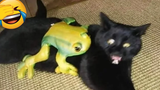 Funny Cats And Dogs Videos That Will Make You Laugh All Day Long 😹😂