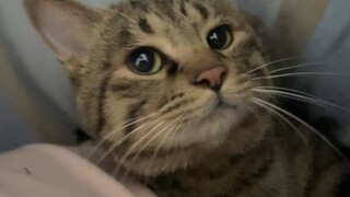 The kitten couldn't get into bed and was so angry that it pooped on the bed.