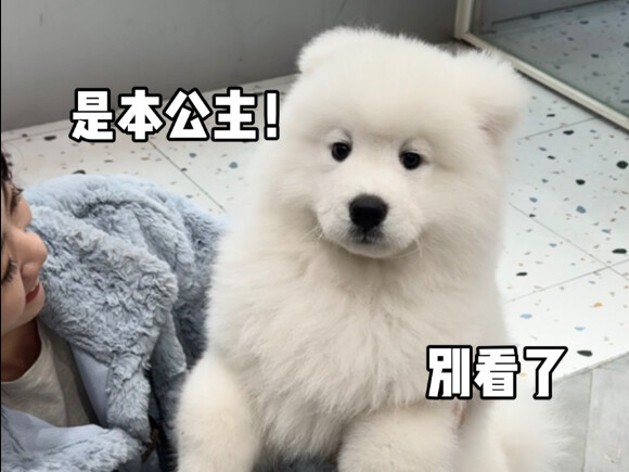 Today at the pet store, I was even afraid of picking up the wrong dog.