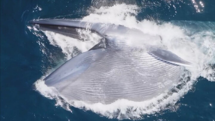 Cảnh cá voi xanh nuốt chửng ấn tượng đến mức một lần nuốt đã hút hàng chục tấn nước biển.