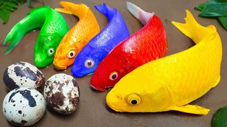 Konstruksi Membersihkan bebek penyu juru ikan mas Stop Motion ASMR Telur warna-warni lucu video!