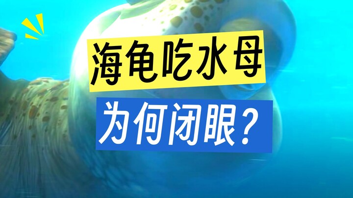 Tại sao chú rùa trong Đi Tìm Nemo lại trông như đang say xỉn vậy?