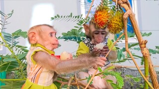 Adorable Toto & Yaya so confident in herself sit down on the tree enjoy eating rambutan fruit