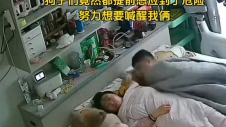 She'd rather believe that eleven dogs all have diarrhea at the same time.