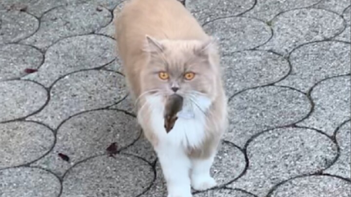 Since I got a cat, there are more and more mice in my house... What should I do if I encounter such 