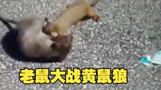 Mengapa tikus tidak bisa mengalahkan musang yang lebih kecil darinya?