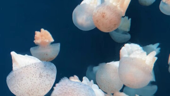 Lost in the underwater world 🐟Just me, the ocean vibes, and a peaceful mind 🌊