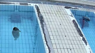 A baby seal at the seal kindergarten discovered a strange object in the swimming pool next to it.
