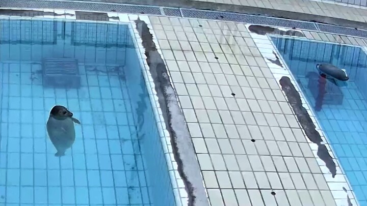 海豹幼儿园 发现旁边泳池有个奇怪东西的小海豹