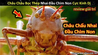 Review Loài Châu Chấu Độc Lạ Với Khả Năng Ăn Thịt Đầy Kinh Dị || Review Giải Trí Đời Sống