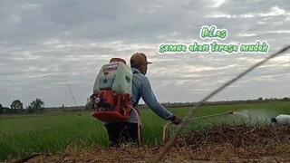 semangat petani merauke