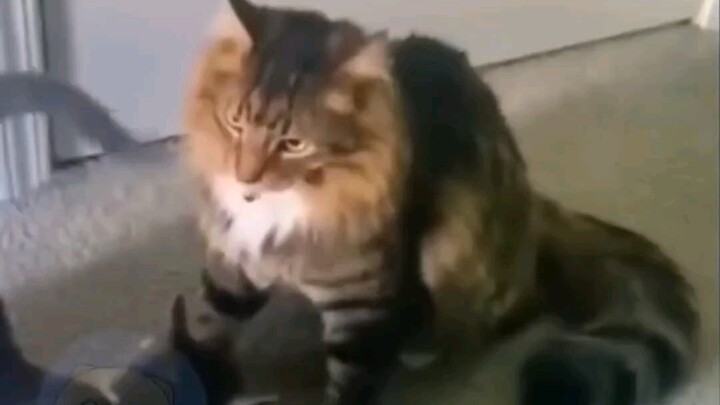 Cat: “What are you doing? Ouch~”