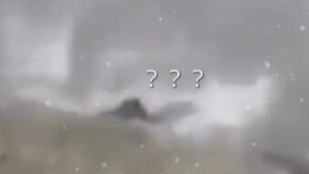 Crocodile: You scared me to death—how did this croc suddenly stand up?