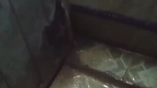 ใครบ้างที่มีคู่สมรส/สะใภ้ชาวไทยที่กลัว Tokays ตาย