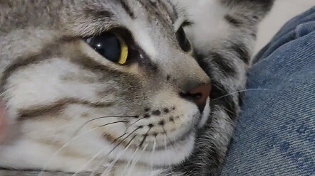 Kucing ingin mendengarkan lagu kucing