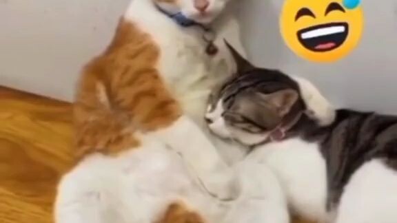 kucing Siapa ni bisa aja