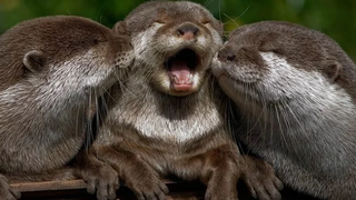 Otter Pet - การรวบรวมวิดีโอนากน่ารักและตลก 2016 HD ใหม่